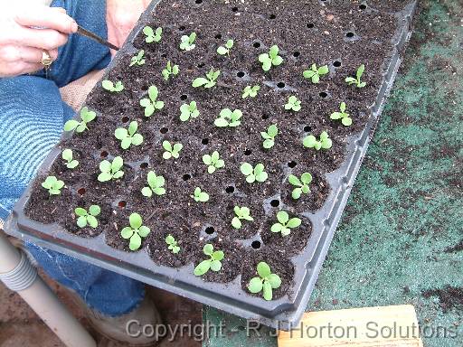 Seedlings pricking out_1 